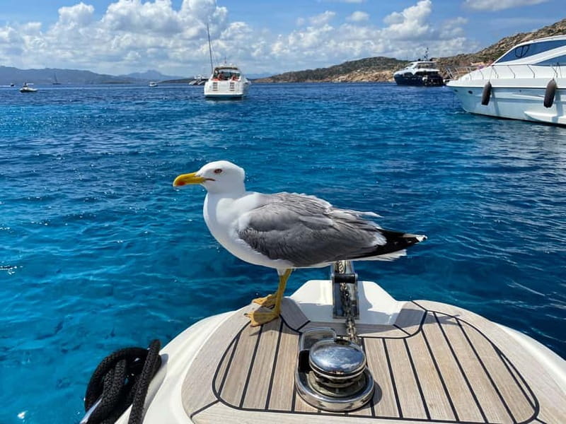 Olbia: Boat tour to watch Dolphins and snorkeling - Meeting Anett at Molo Bosazza