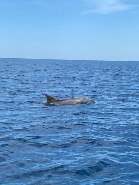 Olbia: Boat tour to watch Dolphins and snorkeling - Looking for bottlenose dolphins off Olbia