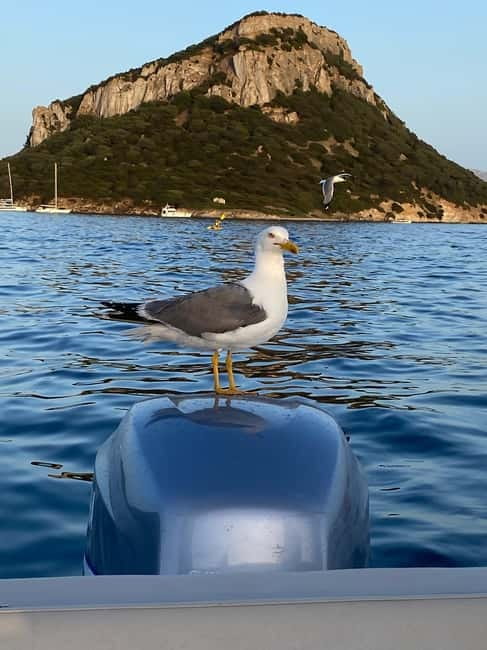 Olbia: Boat tour to watch Dolphins and snorkeling - Snorkeling at Cala Moresca