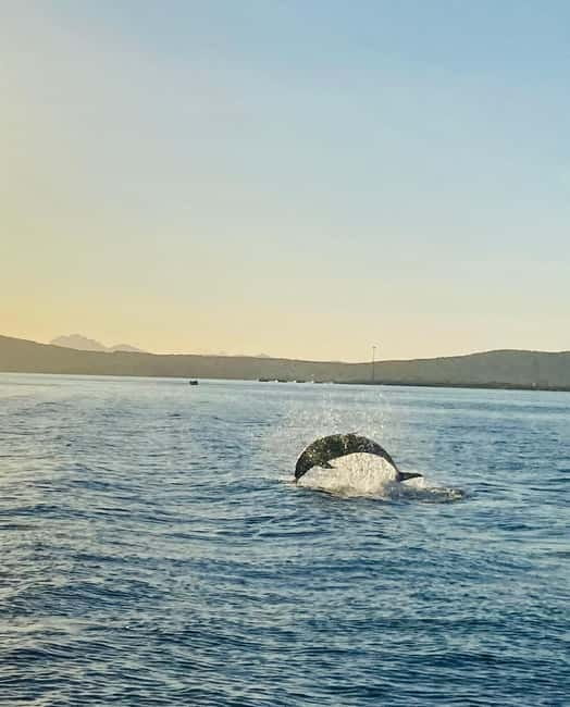 Olbia: Boat tour to watch Dolphins and snorkeling - Should you book the dolphin and snorkeling tour?