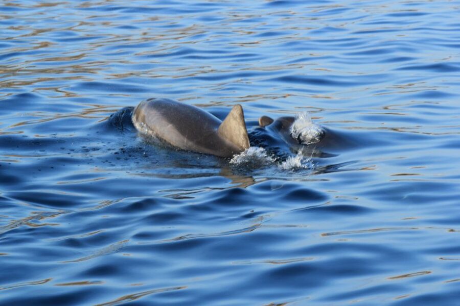 Olbia: Dolphin Watching and Snorkeling Boat Tour - Watching bottlenose dolphins without crowding them