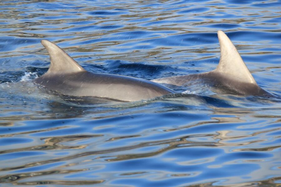 Olbia: Dolphin Watching and Snorkeling Boat Tour - What the crew adds to the outing