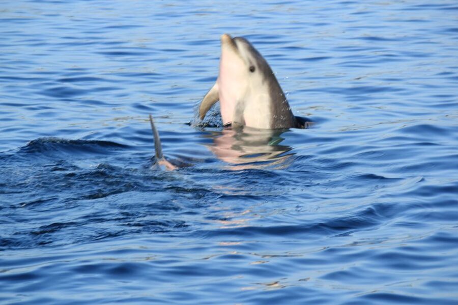 Olbia: Dolphin Watching and Snorkeling Boat Tour - Small details that make the trip better