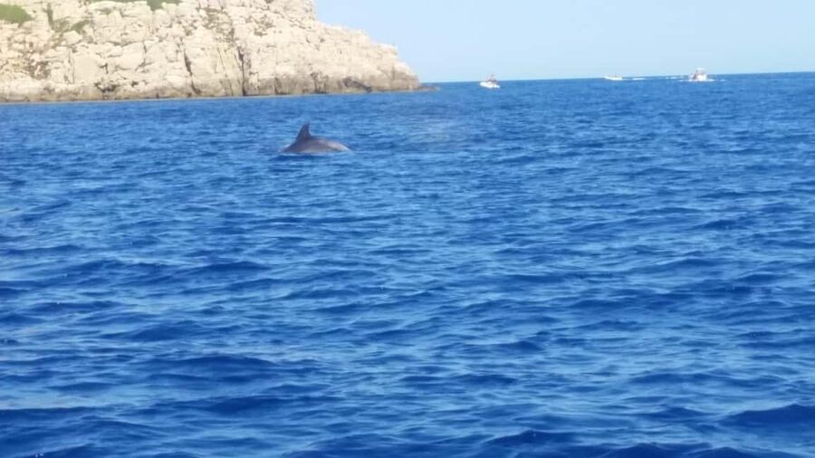 Olbia: Dolphin watching and snorkeling tour on Figarolo Island - Setting out from Molo Bosazza in Olbia