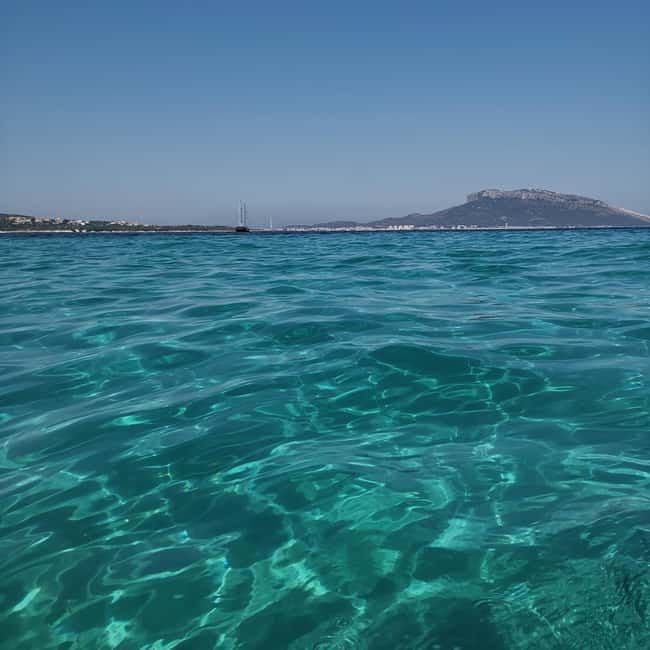 Olbia: Dolphin watching and snorkeling tour on Figarolo Island - How to make the most of the 2.5 hours