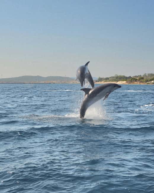 Olbia: Dolphin Watching & Snorkeling Boat Tour near Figarolo - Key points to know before booking