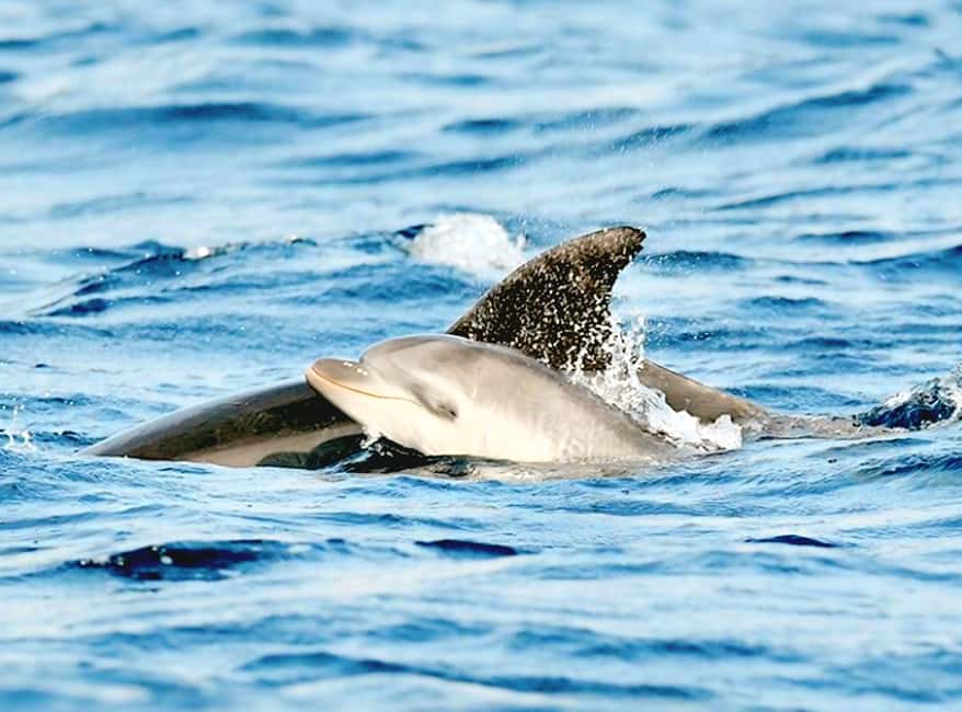 Olbia: Dolphin Watching & Snorkeling Boat Tour near Figarolo - Why this Olbia boat trip works so well