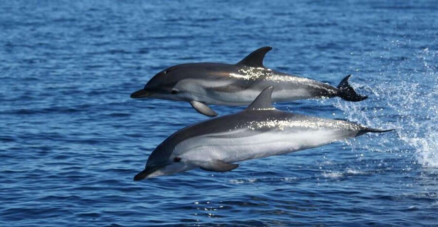 Olbia: Dolphin Watching & Snorkeling Boat Tour near Figarolo - Figarolo Island: the first proper swim stop