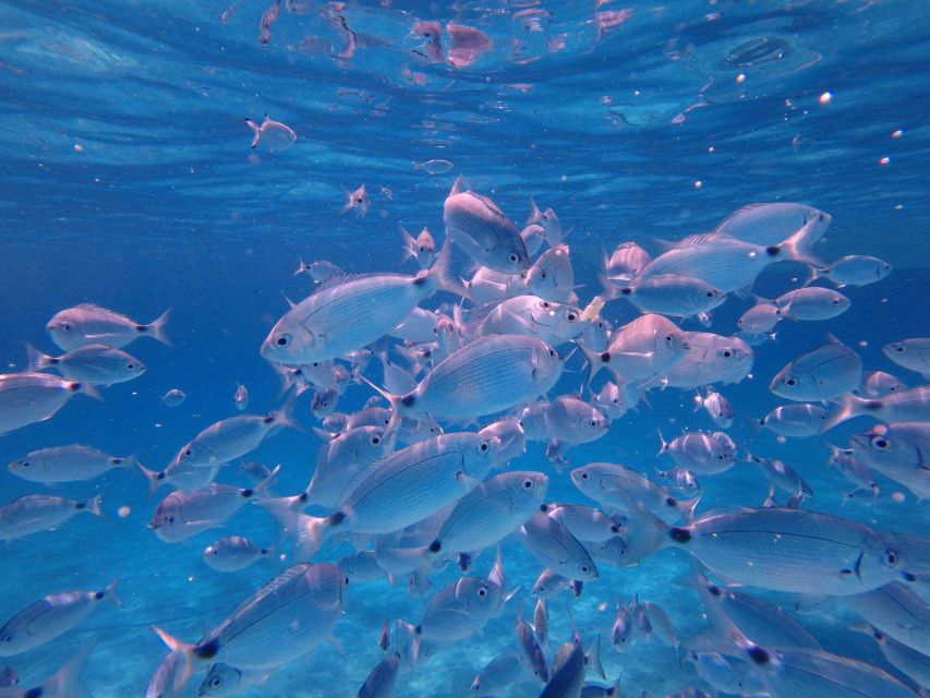 Olbia: Dolphin Watching & Snorkeling Boat Tour near Figarolo - Capo Figari and the search for dolphins