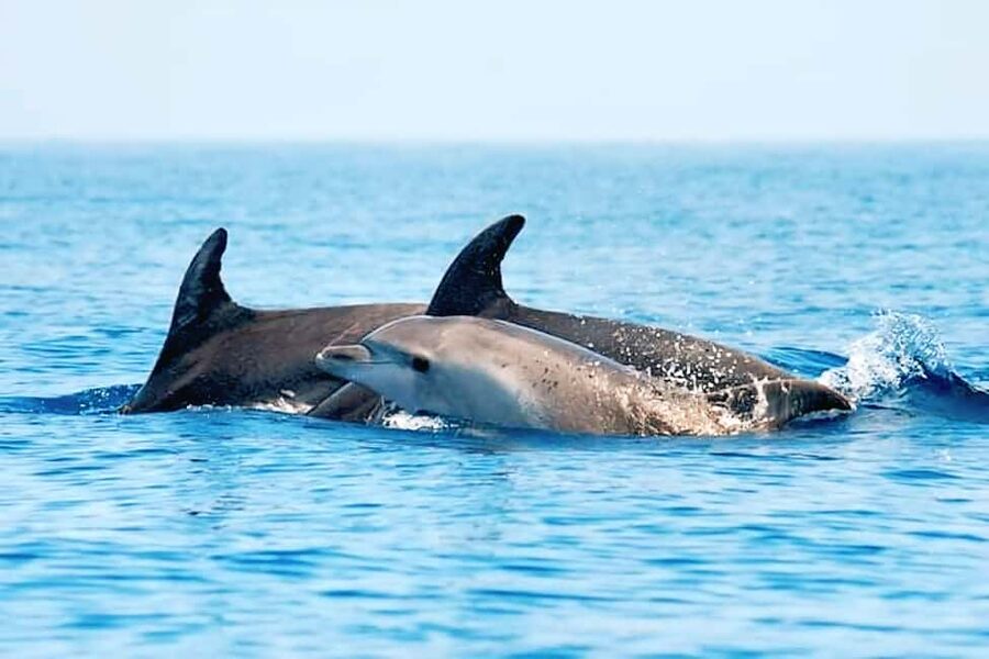 Olbia: Dolphin Watching & Snorkeling Boat Tour near Figarolo - Isola della Bocca and the ride back