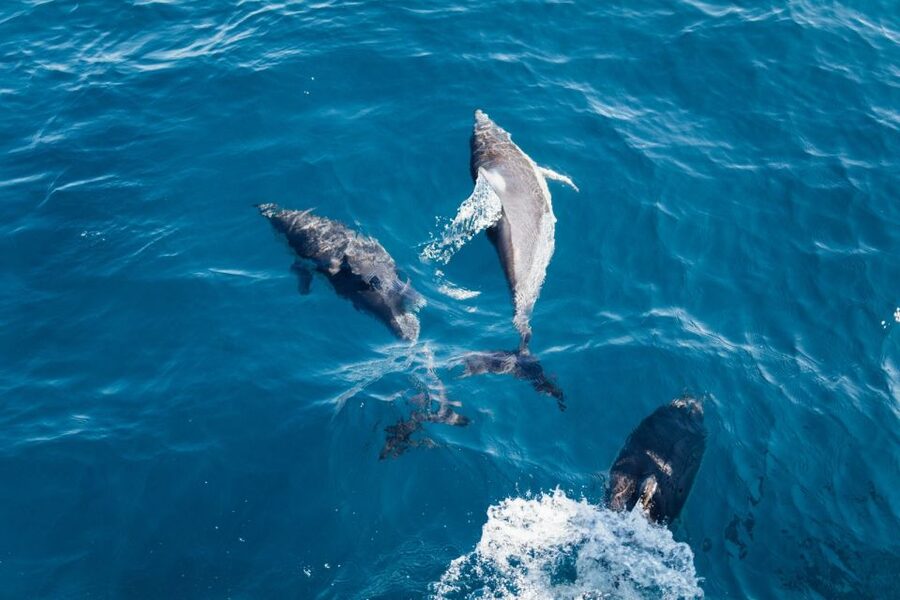 Olbia: Dolphin Watching & Snorkeling Boat Tour near Figarolo - What the $77 price gives you