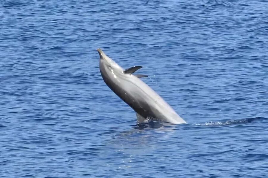 Olbia: Dolphin Watching & Snorkeling Boat Tour near Figarolo - The guides make a real difference