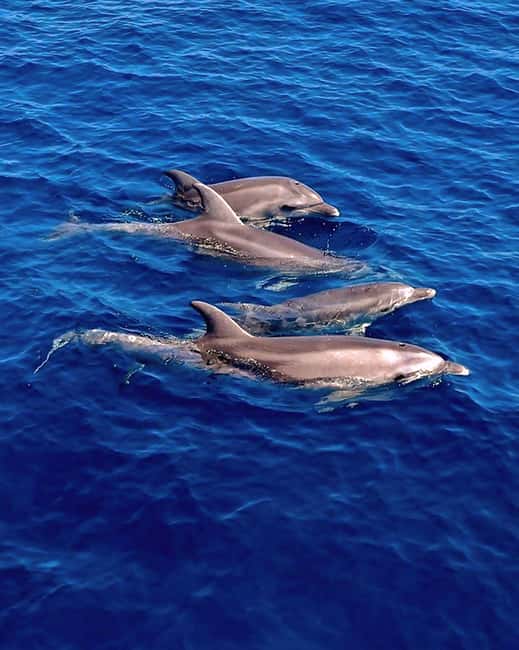 Olbia: Dolphin Watching & Snorkeling Boat Tour near Figarolo - Finding the boat at Moys Marina