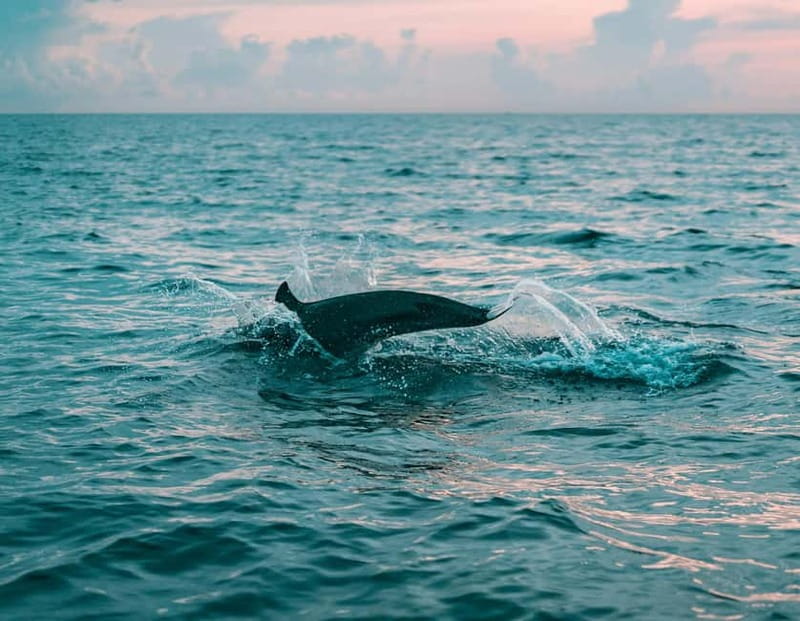 Olbia: Dolphin Watching & Snorkeling Boat Trip - Key points at a glance