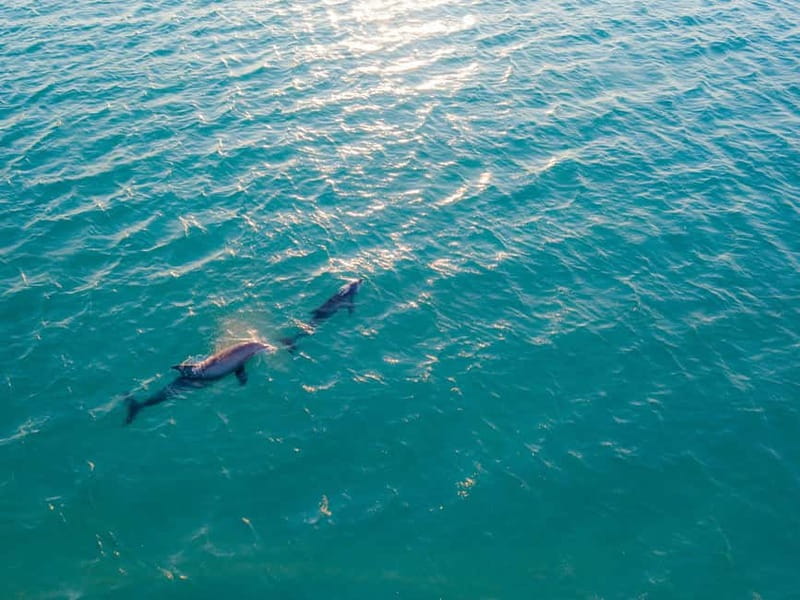 Olbia: Dolphin Watching & Snorkeling Boat Trip - The first run to Capo Figari