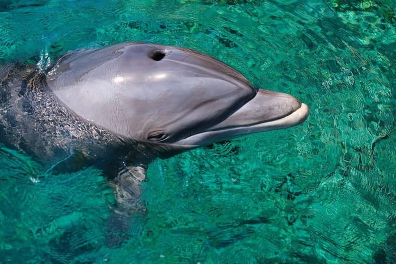 Olbia: Dolphin Watching & Snorkeling Boat Trip - Searching for dolphins in Golfo Aranci