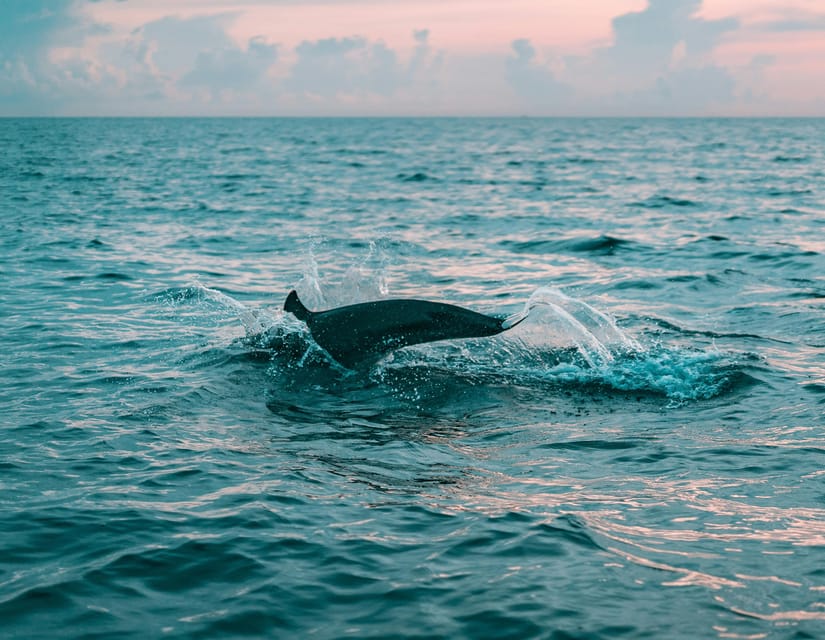 Olbia: Dolphin Watching & Snorkeling Boat Trip - What the crew adds to the experience