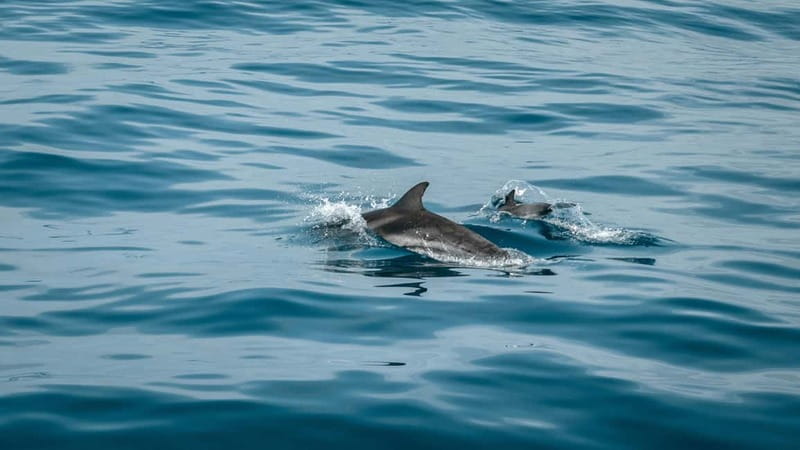 Olbia: Dolphin Watching & Snorkeling Boat Trip - Starting beside Olbia port
