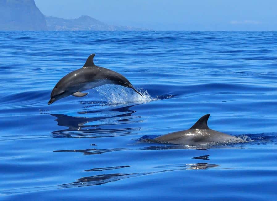 Olbia: Dolphin Watching & Swim and snorkel in Capo Figari - The boat ride toward Figarolo Island