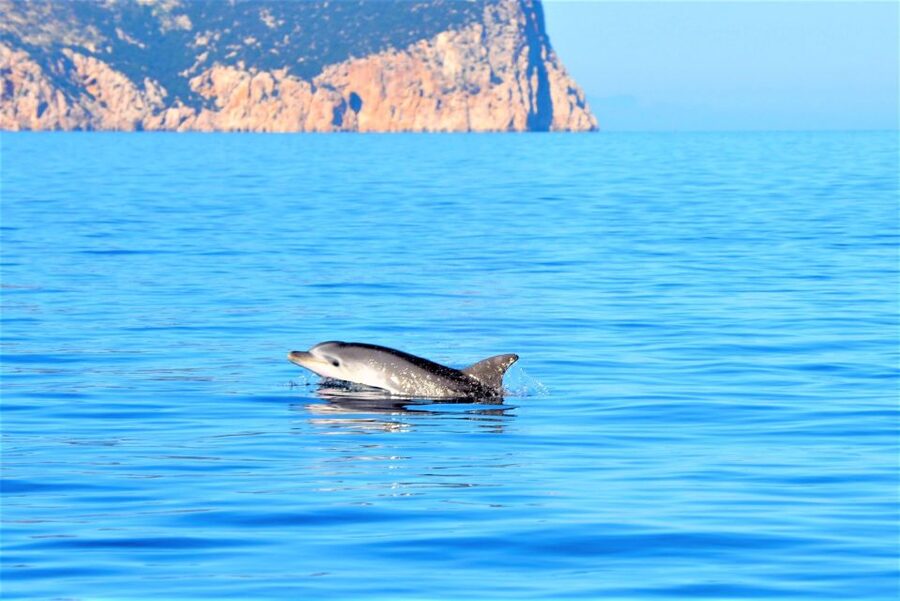 Olbia: Dolphin Watching Tour with Figarolo Island Snorkeling - Key points to know before booking