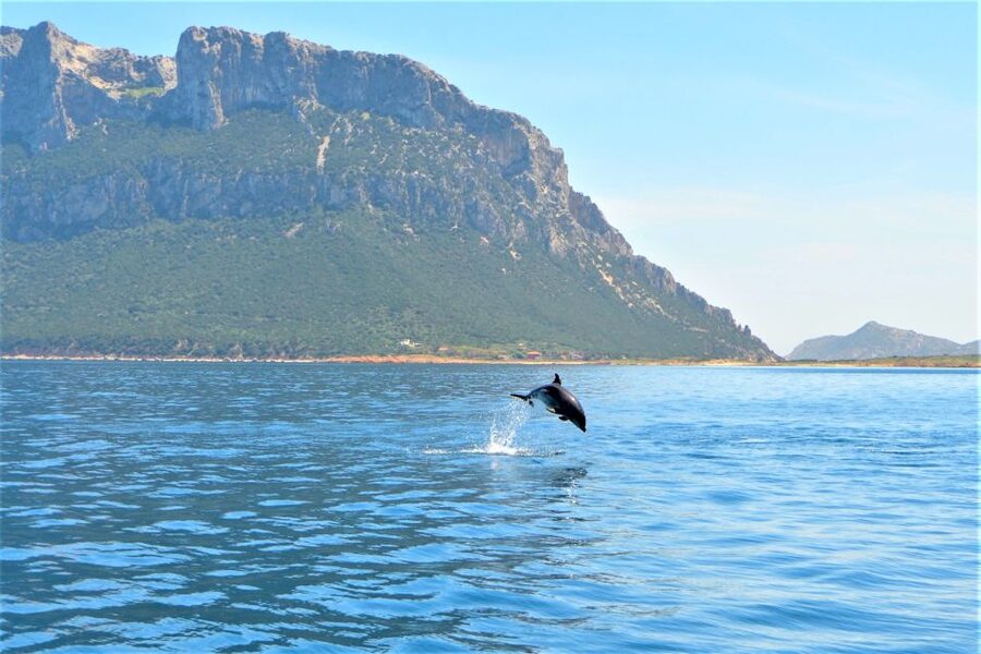Olbia: Dolphin Watching Tour with Figarolo Island Snorkeling - Leaving Olbia Marina for Figarolo Island