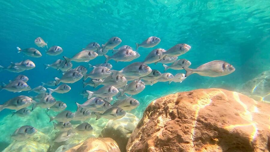 Olbia: Dolphin Watching Tour with Figarolo Island Snorkeling - A second stop at Cala Moresca or Figarolo