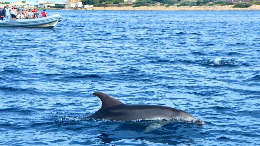 Olbia: Dolphin Watching Tour with Figarolo Island Snorkeling - Is $74.20 a fair price?