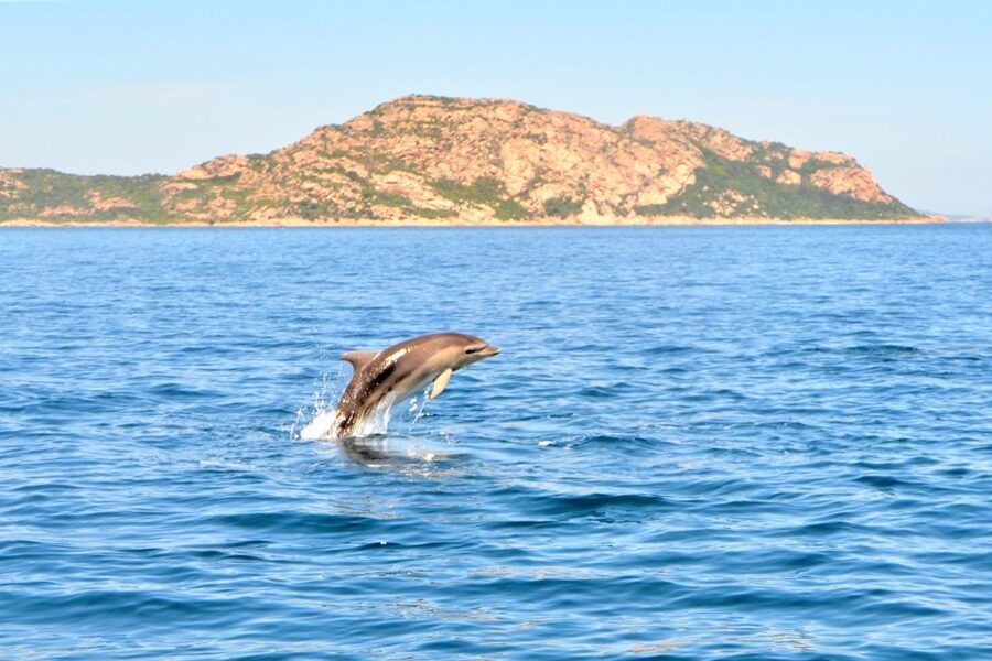 Olbia: Dolphin Watching Tour with Figarolo Island Snorkeling - Who will enjoy this Olbia boat tour most?