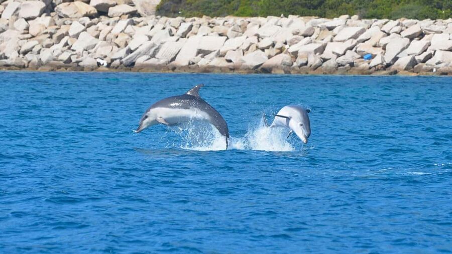 Olbia: Dolphin Watching Tour with Figarolo Island Snorkeling - Practical advice for a smoother morning