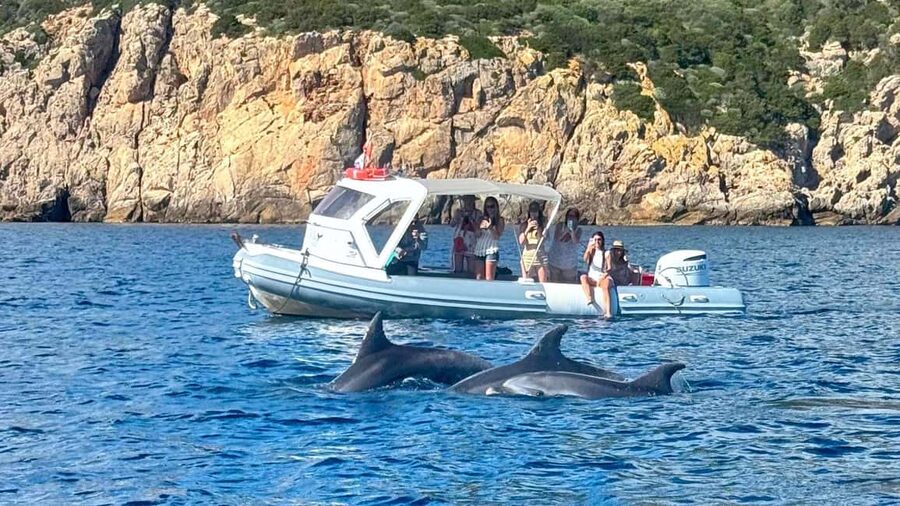 Olbia: Dolphin Watching Tour with Figarolo Island Snorkeling - Watching dolphins near Figarolo Island
