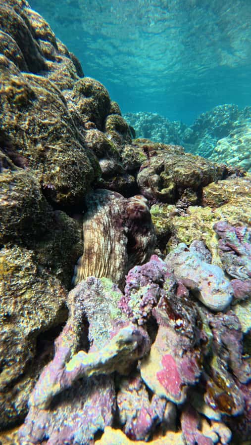Oman: Daymaniyat Islands Visit and Snorkeling - Crowds, marine protection, and the real feel of the reserve