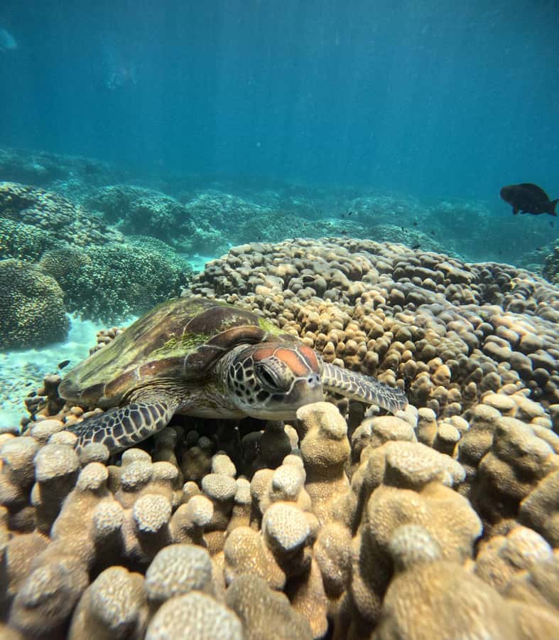 Oman: Snorkeling Trip at Daymaniyat Islands - Key points at a glance