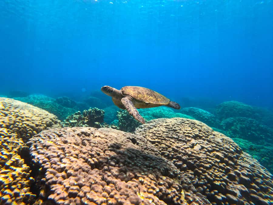 Oman: Snorkeling Trip at Daymaniyat Islands - Setting out from Oman’s coast at 8:30 am