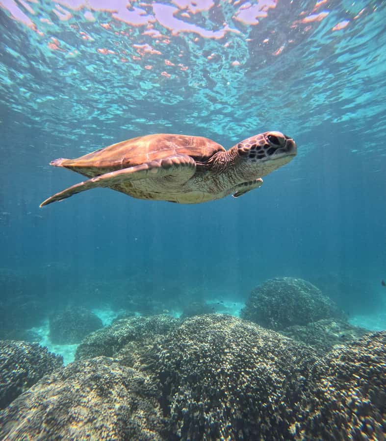 Oman: Snorkeling Trip at Daymaniyat Islands - Snorkeling among turtles, fish, and coral