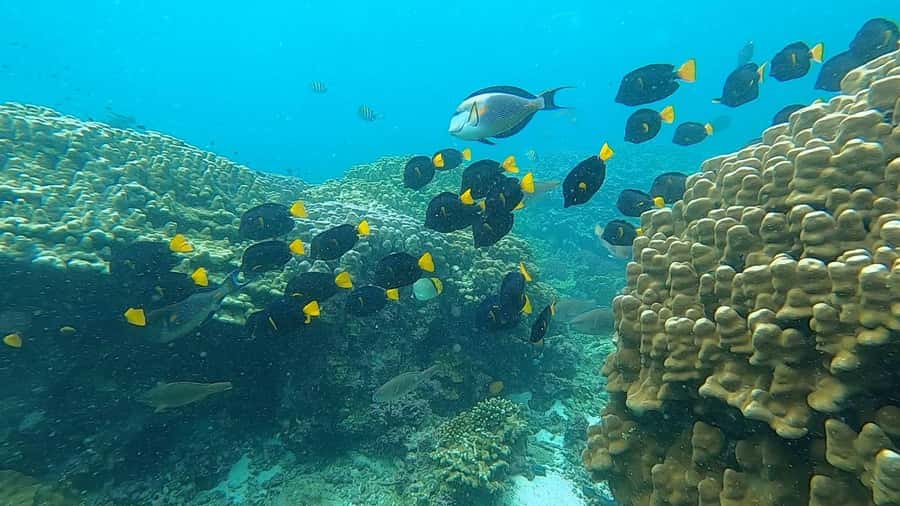 Oman: Snorkeling Trip at Daymaniyat Islands - A mountain view and seasonal beach access