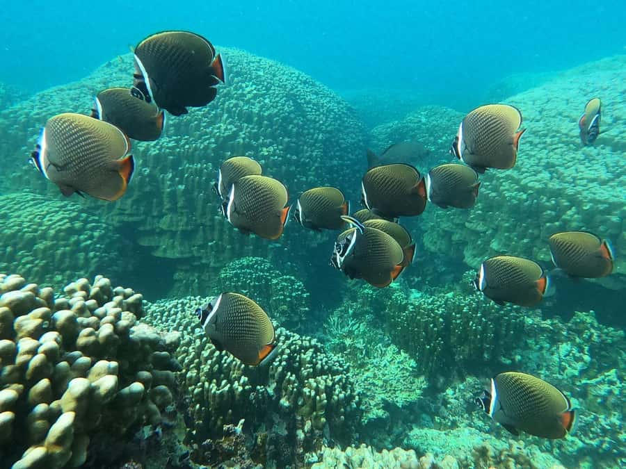 Oman: Snorkeling Trip at Daymaniyat Islands - Who will enjoy this trip most