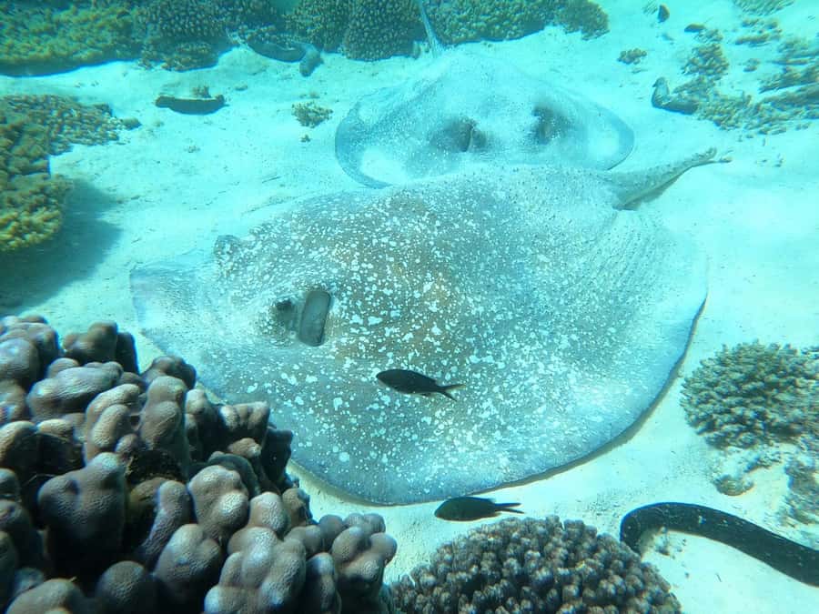 Oman: Snorkeling Trip at Daymaniyat Islands - Should you book the Daymaniyat Islands trip?