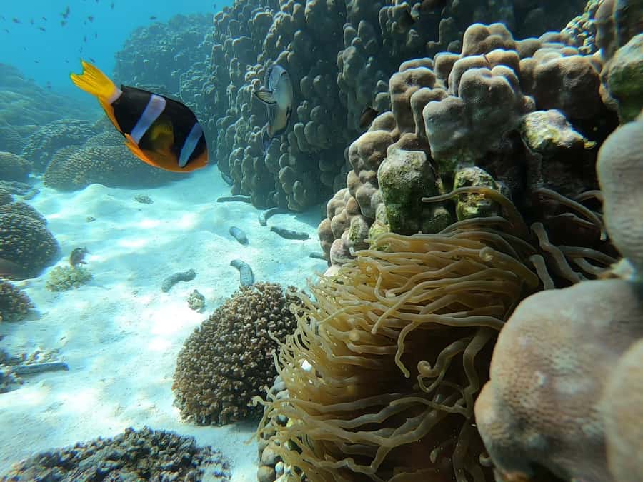 Oman: Snorkeling Trip at Daymaniyat Islands - Reaching the Daymaniyat Islands Nature Reserve