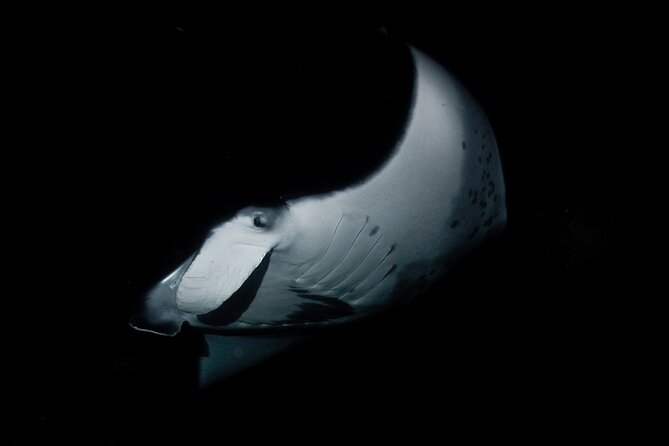 One Tank Manta Night Dive and Snorkel - Starting at Aquatic Life Divers in Kona