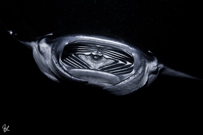 One Tank Manta Night Dive and Snorkel - Who should choose this manta trip