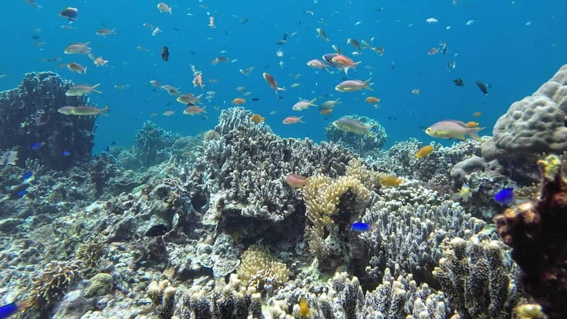 Oslob: Whale Shark Tour with Sumilon & Moalboal Snorkeling - Three Cebu water stops in one long day