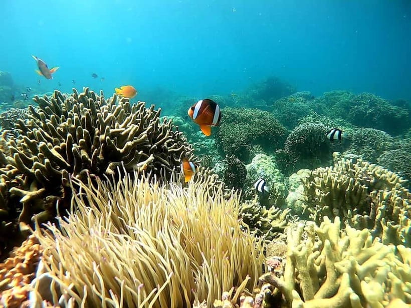 Oslob: Whale Shark Tour with Sumilon & Moalboal Snorkeling - Who should book this Cebu day trip?