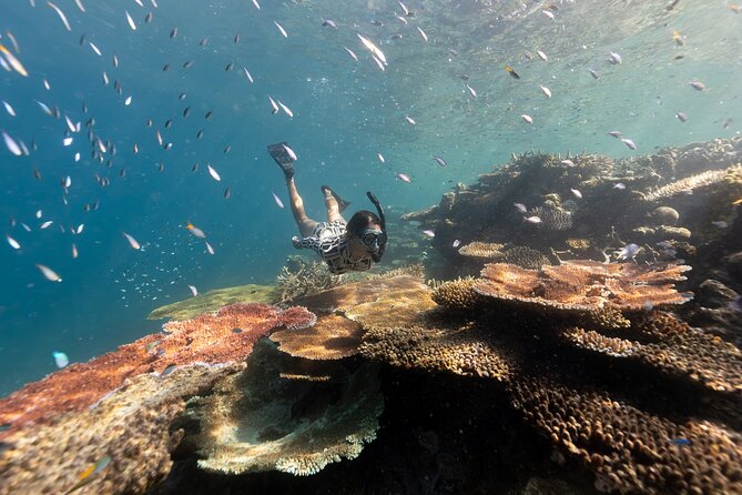 Outer Great Barrier Reef Snorkel Adventure in Airlie Beach - Key things to know before booking