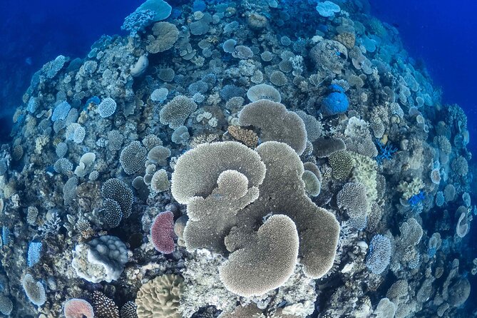 Outer Reef Mackay Cay Sail & Snorkel Adventure from Port Douglas - Setting sail from Port Douglas at 7:30 am