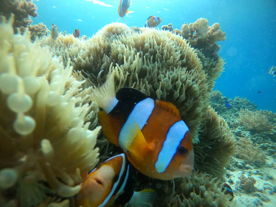 Ozzy Snorkeling 3 Islands Visit Baby Turtles - What the Ozzy snorkeling trip actually offers
