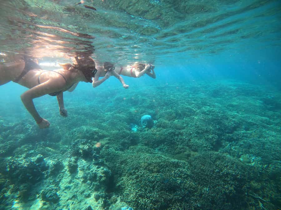 Ozzy Snorkeling 3 Islands Visit Baby Turtles - Fish, lunch, and the Blue Coral stop