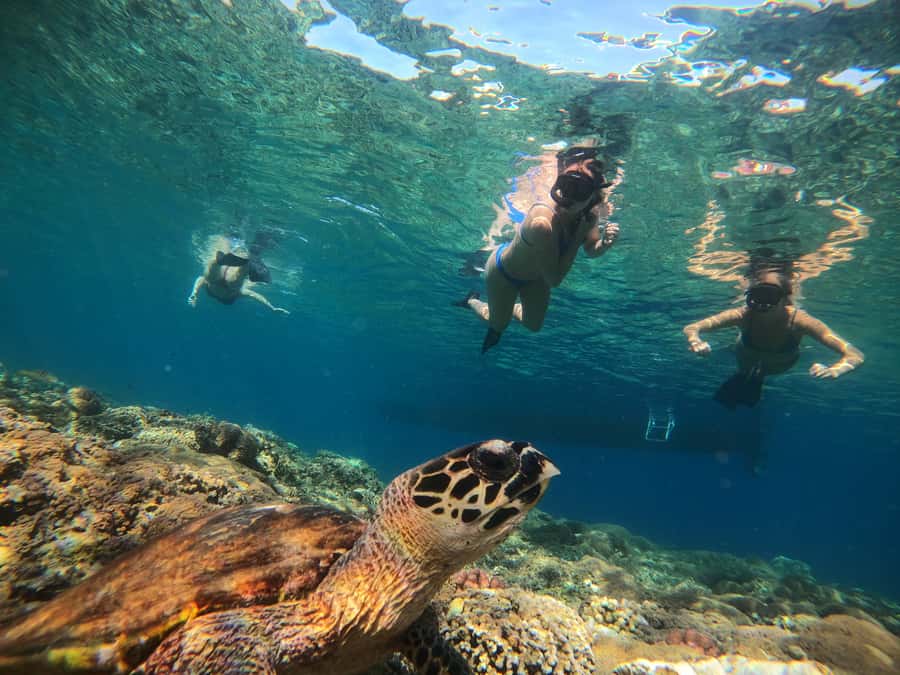 Ozzy Snorkeling 3 Islands Visit Baby Turtles - Booking advice and cancellation flexibility