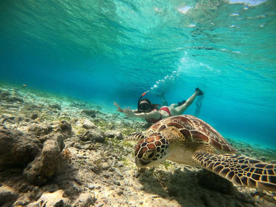 Ozzy Snorkeling 3 Islands Visit Baby Turtles - Starting at Gili Meno’s underwater statues