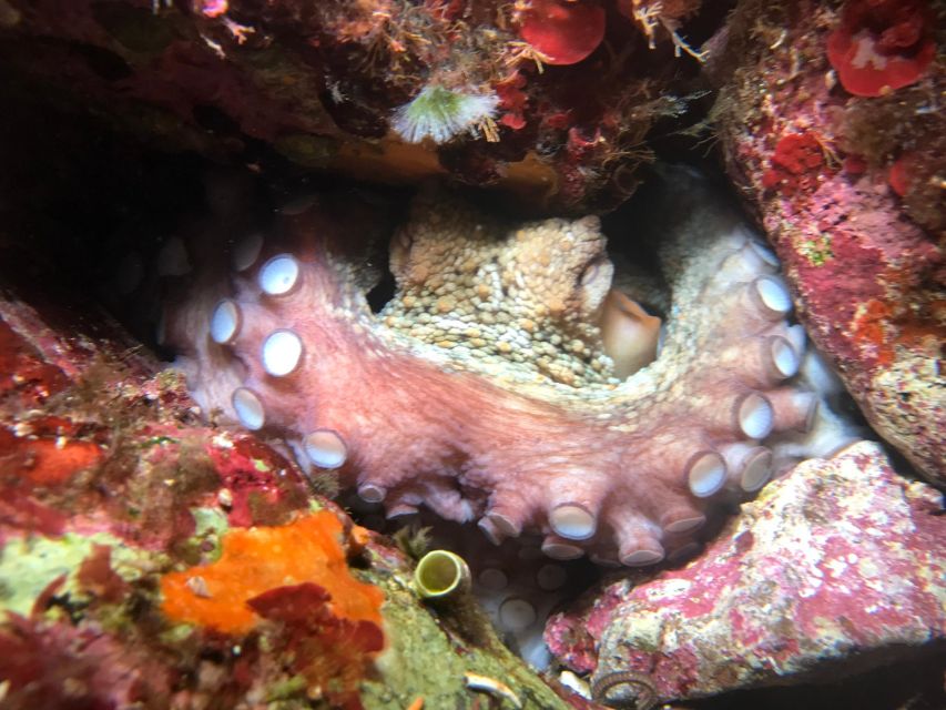 Palermo: Full-Day Snorkeling Boat Tour with Lunch and Wine - Addaura: your first serious snorkeling stop