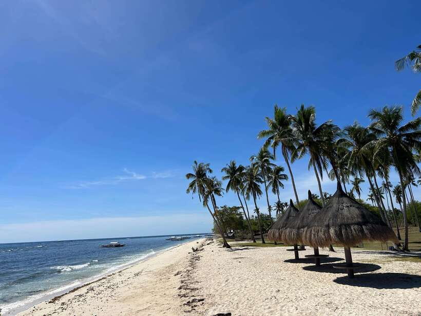 Pamilacan island: Dolphins, snorkel, lunch and walking tour - Key points at a glance